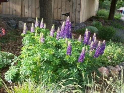 Можно садить чеснок после помидор. После, каких культур можно посадить? 05