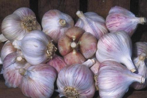 18 лучших сортов озимого чеснока в 2023 году. 10 самых лучших сортов чеснока для посадки под зиму
