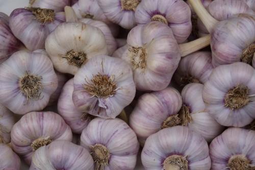 18 лучших сортов озимого чеснока в 2023 году. 10 самых лучших сортов чеснока для посадки под зиму