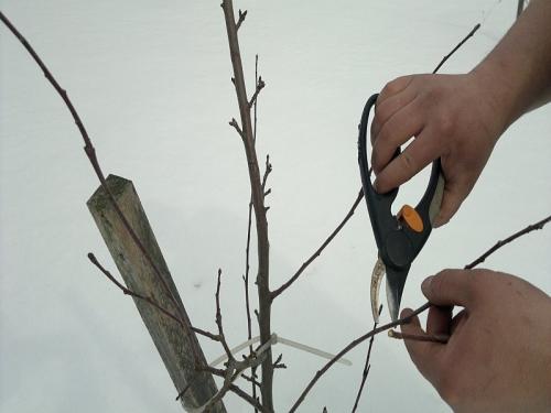 Защита малины от морозов: основные принципы и методы 04