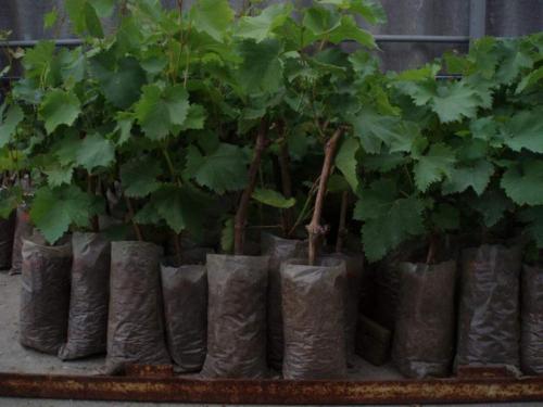 Как определить, какие саженцы винограда лучше всего подходят для вашего региона. Саженцы винограда —, как выбрать, где купить, цена. Самые лучшие виды саженцев, а также инструкция, как выбрать здоровый саженец и не ошибиться