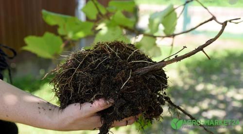 Как выбрать качественные саженцы винограда в питомнике 11