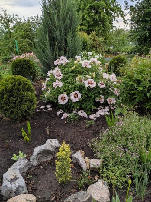 Как сажать пионы из коробки. Пион древовидный: посадка, уход, место в ландшафте сада