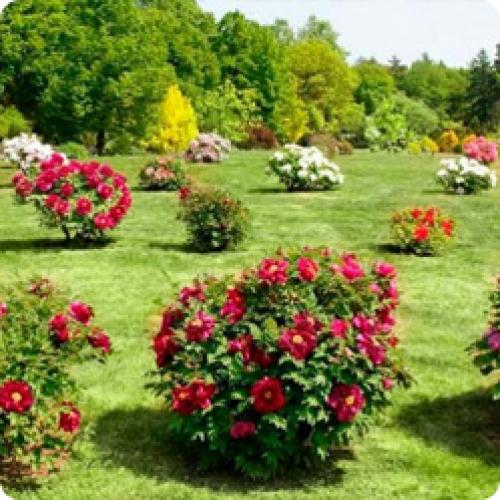 Как сажать луковицы пионов. ПРАВИЛЬНАЯ ПОСАДКА ПИОНОВ – ЗАЛОГ ИХ КРАСОТЫ И ДОЛГОЛЕТИЯ