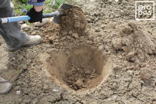 Как сажать луковицы пионов. ПРАВИЛЬНАЯ ПОСАДКА ПИОНОВ – ЗАЛОГ ИХ КРАСОТЫ И ДОЛГОЛЕТИЯ 17 Как сажать луковицы пионов. ПРАВИЛЬНАЯ ПОСАДКА ПИОНОВ – ЗАЛОГ ИХ КРАСОТЫ И ДОЛГОЛЕТИЯ 17