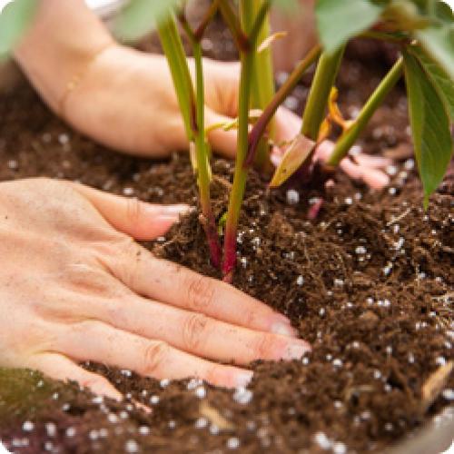 Как сажать луковицы пионов. ПРАВИЛЬНАЯ ПОСАДКА ПИОНОВ – ЗАЛОГ ИХ КРАСОТЫ И ДОЛГОЛЕТИЯ 12 Как сажать луковицы пионов. ПРАВИЛЬНАЯ ПОСАДКА ПИОНОВ – ЗАЛОГ ИХ КРАСОТЫ И ДОЛГОЛЕТИЯ 12