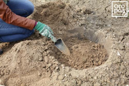 Как сажать луковицы пионов. ПРАВИЛЬНАЯ ПОСАДКА ПИОНОВ – ЗАЛОГ ИХ КРАСОТЫ И ДОЛГОЛЕТИЯ 24 Как сажать луковицы пионов. ПРАВИЛЬНАЯ ПОСАДКА ПИОНОВ – ЗАЛОГ ИХ КРАСОТЫ И ДОЛГОЛЕТИЯ 24