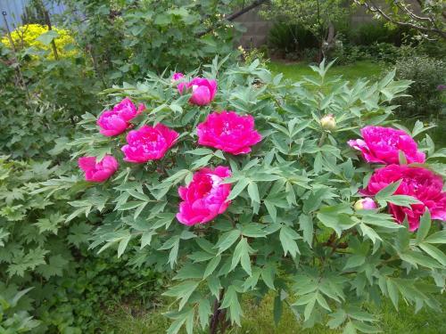 Как сажать пионы из коробки. Пион древовидный: посадка, уход, место в ландшафте сада