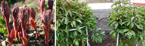 Как сажать луковицы пионов. ПРАВИЛЬНАЯ ПОСАДКА ПИОНОВ – ЗАЛОГ ИХ КРАСОТЫ И ДОЛГОЛЕТИЯ