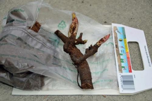 Как сажать луковицы пионов. ПРАВИЛЬНАЯ ПОСАДКА ПИОНОВ – ЗАЛОГ ИХ КРАСОТЫ И ДОЛГОЛЕТИЯ 29 Как сажать луковицы пионов. ПРАВИЛЬНАЯ ПОСАДКА ПИОНОВ – ЗАЛОГ ИХ КРАСОТЫ И ДОЛГОЛЕТИЯ 29