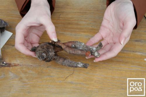 Как сажать луковицы пионов. ПРАВИЛЬНАЯ ПОСАДКА ПИОНОВ – ЗАЛОГ ИХ КРАСОТЫ И ДОЛГОЛЕТИЯ 16 Как сажать луковицы пионов. ПРАВИЛЬНАЯ ПОСАДКА ПИОНОВ – ЗАЛОГ ИХ КРАСОТЫ И ДОЛГОЛЕТИЯ 16