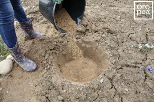 Как сажать луковицы пионов. ПРАВИЛЬНАЯ ПОСАДКА ПИОНОВ – ЗАЛОГ ИХ КРАСОТЫ И ДОЛГОЛЕТИЯ 19 Как сажать луковицы пионов. ПРАВИЛЬНАЯ ПОСАДКА ПИОНОВ – ЗАЛОГ ИХ КРАСОТЫ И ДОЛГОЛЕТИЯ 19