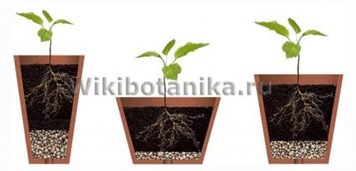 Как сажать луковицы пионов. ПРАВИЛЬНАЯ ПОСАДКА ПИОНОВ – ЗАЛОГ ИХ КРАСОТЫ И ДОЛГОЛЕТИЯ 08 Как сажать луковицы пионов. ПРАВИЛЬНАЯ ПОСАДКА ПИОНОВ – ЗАЛОГ ИХ КРАСОТЫ И ДОЛГОЛЕТИЯ 08