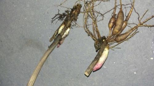 Как сажать луковицы пионов. ПРАВИЛЬНАЯ ПОСАДКА ПИОНОВ – ЗАЛОГ ИХ КРАСОТЫ И ДОЛГОЛЕТИЯ 27 Как сажать луковицы пионов. ПРАВИЛЬНАЯ ПОСАДКА ПИОНОВ – ЗАЛОГ ИХ КРАСОТЫ И ДОЛГОЛЕТИЯ 27