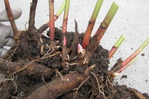 Как сажать луковицы пионов. ПРАВИЛЬНАЯ ПОСАДКА ПИОНОВ – ЗАЛОГ ИХ КРАСОТЫ И ДОЛГОЛЕТИЯ 28 Как сажать луковицы пионов. ПРАВИЛЬНАЯ ПОСАДКА ПИОНОВ – ЗАЛОГ ИХ КРАСОТЫ И ДОЛГОЛЕТИЯ 28