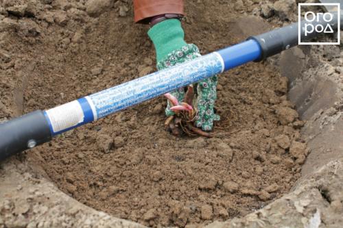 Как сажать луковицы пионов. ПРАВИЛЬНАЯ ПОСАДКА ПИОНОВ – ЗАЛОГ ИХ КРАСОТЫ И ДОЛГОЛЕТИЯ 25 Как сажать луковицы пионов. ПРАВИЛЬНАЯ ПОСАДКА ПИОНОВ – ЗАЛОГ ИХ КРАСОТЫ И ДОЛГОЛЕТИЯ 25