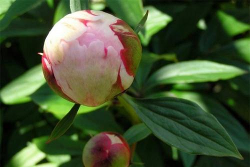 Как сажать луковицы пионов. ПРАВИЛЬНАЯ ПОСАДКА ПИОНОВ – ЗАЛОГ ИХ КРАСОТЫ И ДОЛГОЛЕТИЯ 11 Как сажать луковицы пионов. ПРАВИЛЬНАЯ ПОСАДКА ПИОНОВ – ЗАЛОГ ИХ КРАСОТЫ И ДОЛГОЛЕТИЯ 11