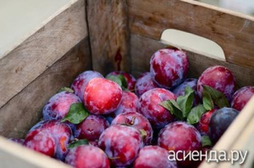 Как долго можно хранить сливы белой заготовок на зиму. Как правильно хранить сливы
