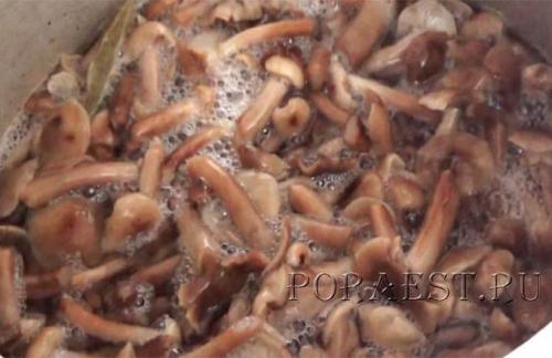 Маринованные опята под капроновой крышкой. Опята маринованные на зиму без стерилизации — классический рецепт приготовления