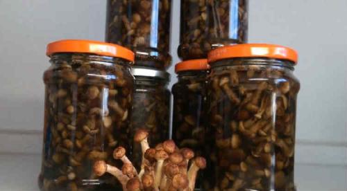 Рецепт маринованных опят на зиму для хранения в домашних условиях. Опята маринованные на зиму — 8 рецептов