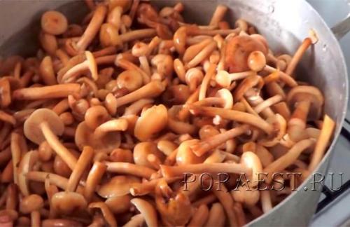 Маринованные опята под капроновой крышкой. Опята маринованные на зиму без стерилизации — классический рецепт приготовления