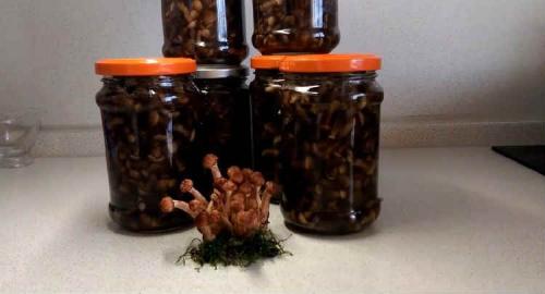 Рецепт маринованных опят на зиму для хранения в домашних условиях. Опята маринованные на зиму — 8 рецептов