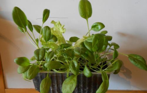 Почему шпинат уходит в цвет. Когда и как сеять 03