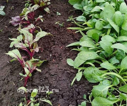 Шпинат зацвел, что делать. Шпинат, выращивание из семян в открытом грунте