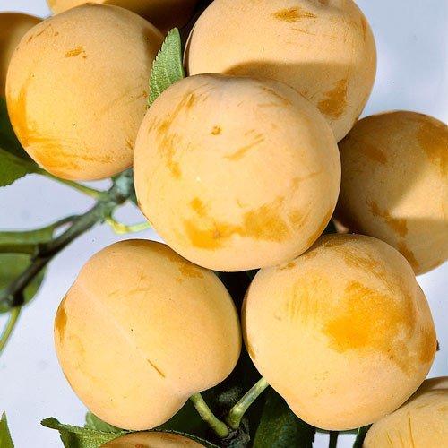 Сколько времени нужно на приготовление белой медовой сливы. Описание жёлтой сливы сорта Медовая белая