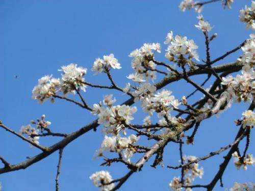 Сколько времени нужно на приготовление белой медовой сливы. Описание жёлтой сливы сорта Медовая белая