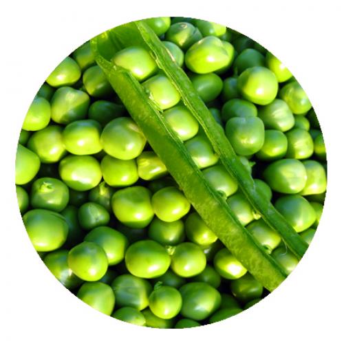 Польза и вред чеснока. Чеснок – это не только еда, это еще и здоровье. 01