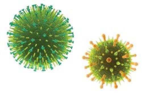 Влияние чеснока на печень. Полезен ли чеснок для печени или вреден — 9 научных фактов