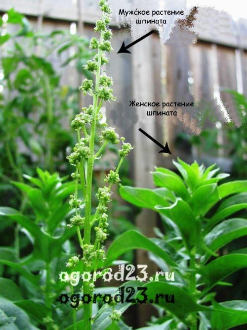 Можно ли есть соцветия шпината. Шпинат, выращивание из семян в открытом грунте