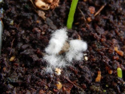 Как избежать заражения плесенью при выращивании овощей в домашних условиях. Условия распространения плесневых грибов