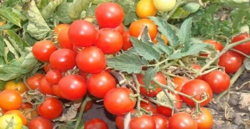 Какие виды помидоров лучше всего использовать для приготовления очищенных помидоров в собственном соку. Помидоры в собственном соку на зиму — пальчики оближешь. 6 простых рецептов