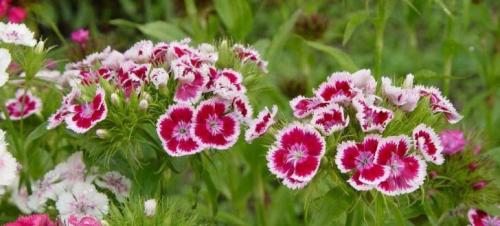 Как правильно переносить гвоздику из ее текущего места в новое место. Уход за цветком