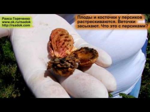Как можно определить, что абрикос трескается. Почему кожура абрикоса и персика трескается