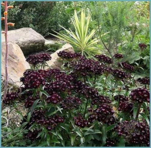 Как вы можете защитить гвоздику турецкую от вредителей и болезней. Болезни и вредители гвоздики турецкой