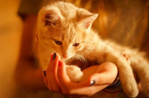 Могут ли кошки видеть воспоминания или воображаемые сцены. Как работает кошачья память?