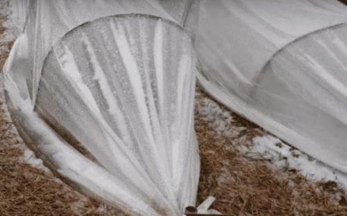 Когда укрывать клубнику на зиму. Агроволокно: спанбонд, акрил