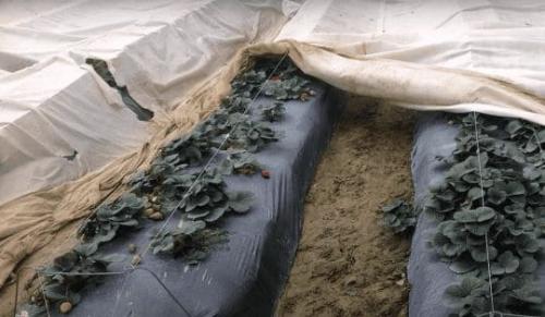 Когда укрывать клубнику на зиму. Агроволокно: спанбонд, акрил