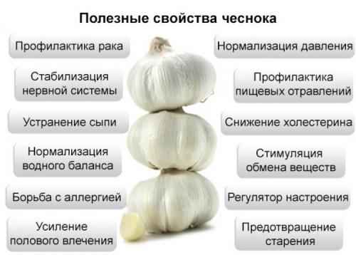 Может ли чеснок влиять на работу сердечно-сосудистой системы. Научные факты о влиянии чеснока на кровь — разжижает ли он ее или сгущает?