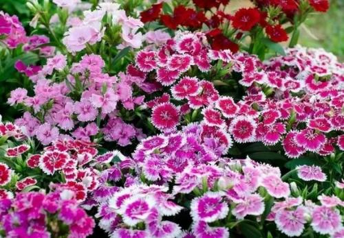 Как выбрать подходящий сорт многолетней гвоздики для своего сада. Сорта и виды многолетней гвоздики