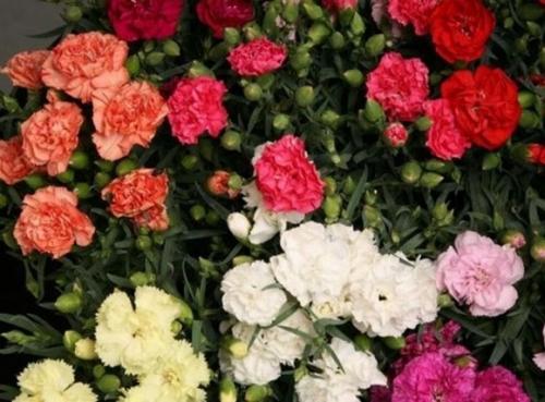 Как выбрать подходящий сорт многолетней гвоздики для своего сада. Сорта и виды многолетней гвоздики