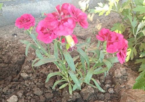 Как выбрать подходящий сорт многолетней гвоздики для своего сада. Сорта и виды многолетней гвоздики