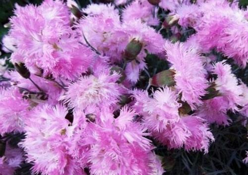 Как выбрать подходящий сорт многолетней гвоздики для своего сада. Сорта и виды многолетней гвоздики