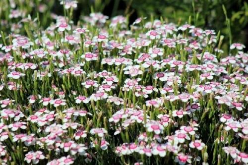 Как выбрать подходящий сорт многолетней гвоздики для своего сада. Сорта и виды многолетней гвоздики