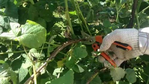 Когда обрезать малину в сибири. Обрезка и полив