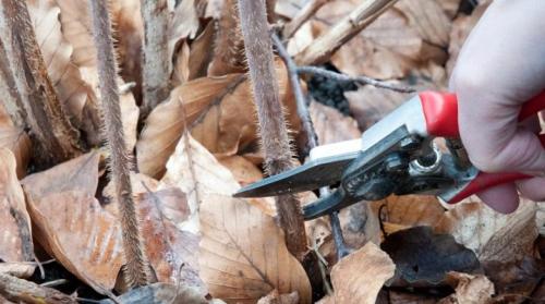 Уход за ремонтантной малиной осенью. Как обрезать ремонтантную малину осенью?