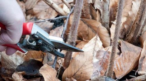 Как правильно обрезать осенью малину. Как обрезать малину осенью?